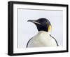 An adult emperor penguin (Aptenodytes forsteri), on the ice near Snow Hill Island, Weddell Sea-Michael Nolan-Framed Photographic Print