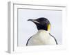 An adult emperor penguin (Aptenodytes forsteri), on the ice near Snow Hill Island, Weddell Sea-Michael Nolan-Framed Photographic Print