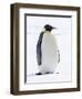 An adult emperor penguin (Aptenodytes forsteri), on the ice near Snow Hill Island, Weddell Sea-Michael Nolan-Framed Photographic Print