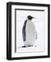 An adult emperor penguin (Aptenodytes forsteri), on the ice near Snow Hill Island, Weddell Sea-Michael Nolan-Framed Photographic Print