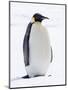 An adult emperor penguin (Aptenodytes forsteri), on the ice near Snow Hill Island, Weddell Sea-Michael Nolan-Mounted Photographic Print