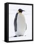 An adult emperor penguin (Aptenodytes forsteri), on the ice near Snow Hill Island, Weddell Sea-Michael Nolan-Framed Stretched Canvas