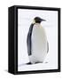 An adult emperor penguin (Aptenodytes forsteri), on the ice near Snow Hill Island, Weddell Sea-Michael Nolan-Framed Stretched Canvas