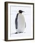 An adult emperor penguin (Aptenodytes forsteri), on the ice near Snow Hill Island, Weddell Sea-Michael Nolan-Framed Photographic Print