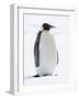 An adult emperor penguin (Aptenodytes forsteri), on the ice near Snow Hill Island, Weddell Sea-Michael Nolan-Framed Photographic Print