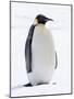 An adult emperor penguin (Aptenodytes forsteri), on the ice near Snow Hill Island, Weddell Sea-Michael Nolan-Mounted Photographic Print