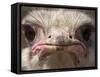 An Adult Female Ostrich at the Vina Grande Farm in Paredes De Escalona, Spain, May 21 2001-Denis Doyle-Framed Stretched Canvas