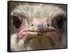 An Adult Female Ostrich at the Vina Grande Farm in Paredes De Escalona, Spain, May 21 2001-Denis Doyle-Framed Stretched Canvas