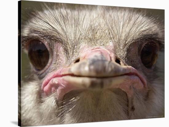 An Adult Female Ostrich at the Vina Grande Farm in Paredes De Escalona, Spain, May 21 2001-Denis Doyle-Stretched Canvas