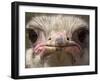 An Adult Female Ostrich at the Vina Grande Farm in Paredes De Escalona, Spain, May 21 2001-Denis Doyle-Framed Premium Photographic Print