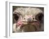 An Adult Female Ostrich at the Vina Grande Farm in Paredes De Escalona, Spain, May 21 2001-Denis Doyle-Framed Premium Photographic Print