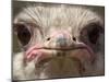 An Adult Female Ostrich at the Vina Grande Farm in Paredes De Escalona, Spain, May 21 2001-Denis Doyle-Mounted Premium Photographic Print