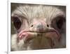 An Adult Female Ostrich at the Vina Grande Farm in Paredes De Escalona, Spain, May 21 2001-Denis Doyle-Framed Photographic Print