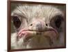 An Adult Female Ostrich at the Vina Grande Farm in Paredes De Escalona, Spain, May 21 2001-Denis Doyle-Framed Photographic Print