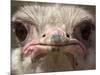 An Adult Female Ostrich at the Vina Grande Farm in Paredes De Escalona, Spain, May 21 2001-Denis Doyle-Mounted Photographic Print