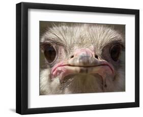 An Adult Female Ostrich at the Vina Grande Farm in Paredes De Escalona, Spain, May 21 2001-Denis Doyle-Framed Photographic Print