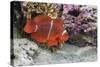 An Adult Female Spinecheek Anemonefish (Premnas Biaculeatus)-Michael Nolan-Stretched Canvas