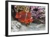 An Adult Female Spinecheek Anemonefish (Premnas Biaculeatus)-Michael Nolan-Framed Photographic Print