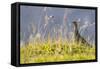 An Adult Female Willow Ptarmigan (Lagopus Lagopus) in Summer Plumage on the Snaefellsnes Peninsula-Michael Nolan-Framed Stretched Canvas