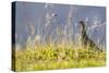 An Adult Female Willow Ptarmigan (Lagopus Lagopus) in Summer Plumage on the Snaefellsnes Peninsula-Michael Nolan-Stretched Canvas