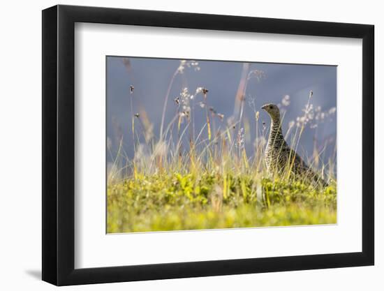 An Adult Female Willow Ptarmigan (Lagopus Lagopus) in Summer Plumage on the Snaefellsnes Peninsula-Michael Nolan-Framed Photographic Print