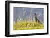 An Adult Female Willow Ptarmigan (Lagopus Lagopus) in Summer Plumage on the Snaefellsnes Peninsula-Michael Nolan-Framed Photographic Print