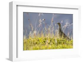 An Adult Female Willow Ptarmigan (Lagopus Lagopus) in Summer Plumage on the Snaefellsnes Peninsula-Michael Nolan-Framed Photographic Print