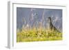 An Adult Female Willow Ptarmigan (Lagopus Lagopus) in Summer Plumage on the Snaefellsnes Peninsula-Michael Nolan-Framed Photographic Print