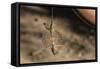 An Adult Flying Dragon (Draco Spp)-Michael Nolan-Framed Stretched Canvas