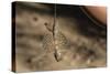 An Adult Flying Dragon (Draco Spp)-Michael Nolan-Stretched Canvas