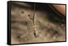 An Adult Flying Dragon (Draco Spp)-Michael Nolan-Framed Stretched Canvas