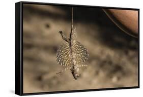 An Adult Flying Dragon (Draco Spp)-Michael Nolan-Framed Stretched Canvas