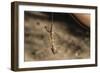 An Adult Flying Dragon (Draco Spp)-Michael Nolan-Framed Photographic Print