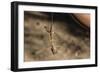 An Adult Flying Dragon (Draco Spp)-Michael Nolan-Framed Photographic Print