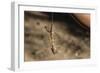 An Adult Flying Dragon (Draco Spp)-Michael Nolan-Framed Photographic Print