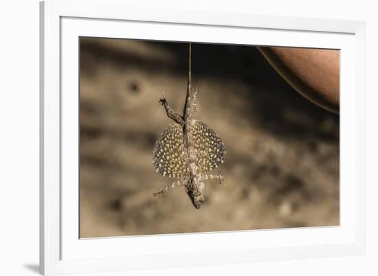 An Adult Flying Dragon (Draco Spp)-Michael Nolan-Framed Photographic Print