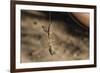 An Adult Flying Dragon (Draco Spp)-Michael Nolan-Framed Photographic Print