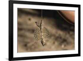 An Adult Flying Dragon (Draco Spp)-Michael Nolan-Framed Photographic Print