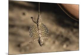 An Adult Flying Dragon (Draco Spp)-Michael Nolan-Mounted Photographic Print