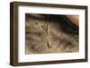 An Adult Flying Dragon (Draco Spp)-Michael Nolan-Framed Photographic Print