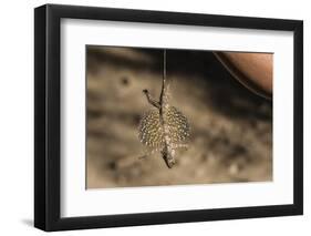 An Adult Flying Dragon (Draco Spp)-Michael Nolan-Framed Photographic Print