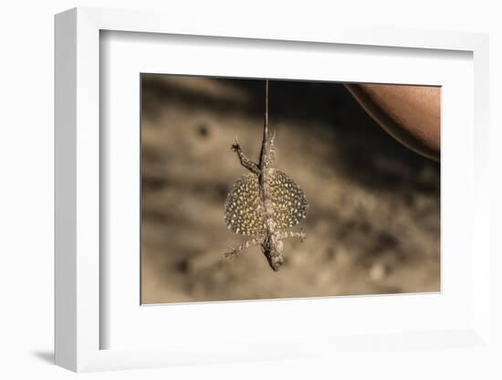 An Adult Flying Dragon (Draco Spp)-Michael Nolan-Framed Photographic Print