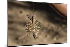 An Adult Flying Dragon (Draco Spp)-Michael Nolan-Mounted Photographic Print