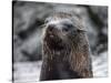 An adult Galapagos fur seal (Arctocephalus galapagoensis), Santiago Island, Galapagos, Ecuador-Michael Nolan-Stretched Canvas