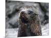 An adult Galapagos fur seal (Arctocephalus galapagoensis), Santiago Island, Galapagos, Ecuador-Michael Nolan-Mounted Photographic Print