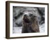 An adult Galapagos fur seal (Arctocephalus galapagoensis), Santiago Island, Galapagos, Ecuador-Michael Nolan-Framed Photographic Print