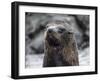 An adult Galapagos fur seal (Arctocephalus galapagoensis), Santiago Island, Galapagos, Ecuador-Michael Nolan-Framed Photographic Print