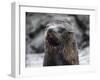 An adult Galapagos fur seal (Arctocephalus galapagoensis), Santiago Island, Galapagos, Ecuador-Michael Nolan-Framed Photographic Print