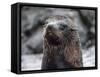 An adult Galapagos fur seal (Arctocephalus galapagoensis), Santiago Island, Galapagos, Ecuador-Michael Nolan-Framed Stretched Canvas