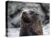 An adult Galapagos fur seal (Arctocephalus galapagoensis), Santiago Island, Galapagos, Ecuador-Michael Nolan-Stretched Canvas